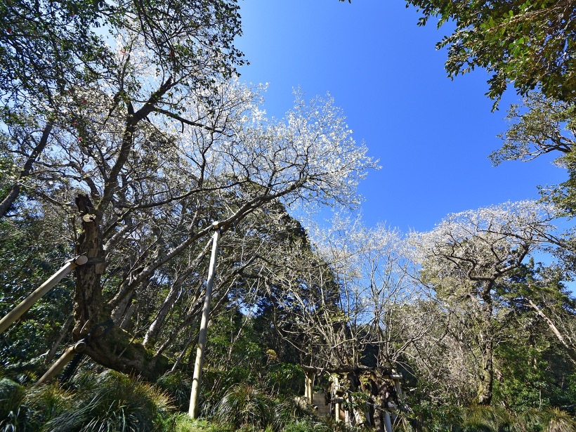 森伊蔵 、10年物.1800.桜島の麓から、 森伊蔵 伊佐美 三岳 八幡 薩摩茶屋 くみこ10年貯蔵 【 芋焼酎